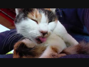 ハナは膝の上で舌を出す。【魚くれくれ野良猫】