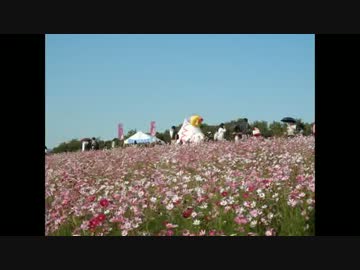 万博公園コスモスフェスタ２０１３秋 .mpg
