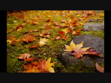 京都秋色 - 2012 -