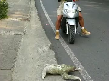 交通妨害淫夢くん