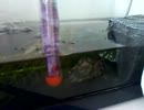 クサガメの二コル　その１