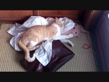 Ｙシャツの脇(わき)の匂いが好きな猫
