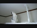 【夜な夜な猫集会】天井の蜘蛛が気になって首をかしげる白小です