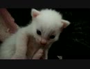【15禁AV】アニマルビデオ-天使【ねこ動画】