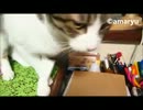 にゃんとなく、クリスタル　～水晶をなめる猫・あさり♂編～