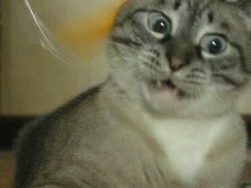 カワイイのが撮れました！　無邪気に遊ぶジャンくんのアップ