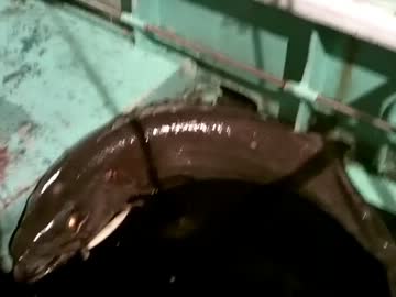 【ニコニコ巨大魚釣りダービー】 バラムツ釣ってきた