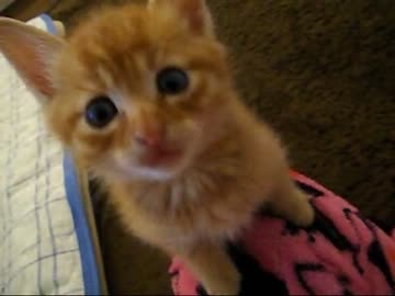 【保護猫】じゃれる