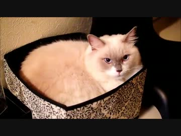 【いがいと】 みっちみちぬこ 【コンパクト】