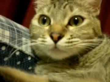 拾いねこ＠生後472/439目　可愛いでしょ～、可愛いんですよ～