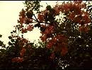 【NNI】A place to put these fragile things【null】