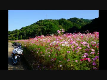 Fazer8でコスモス巡りツーリング