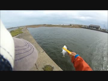 メッキを釣りに行ってみた