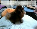 高速回転からお手するタヌキみたいな犬【リオン坊ちゃん】