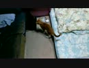袋に入りたがる猫