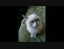【貧相】 子猫の時定 【顔でかい】