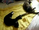 生後22週間-2　ねこたまり