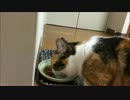【マンチカンの成猫：ゆゆ】カリカリタイム