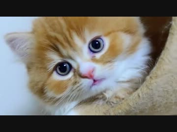 【マンチカンズ】マンチカン子猫と全自動ねこじゃらし