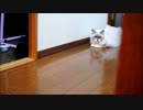 【毎朝】 ぬことおにごっこ 【毎朝】