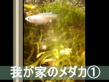 我が家のメダカ①