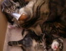 生後１０日目の仔猫たち