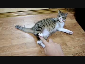 おもちゃ＜人の手な気分のにゃんこ