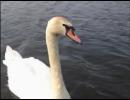 20130526 ジューシーの白鳥配信