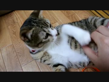 大きくなれば遊び方だって成長・・・しない猫