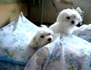 マルチーズのランちゃんママとｚｚｚ。。。