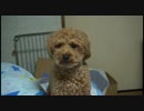 永遠に鳴き続けるモコ
