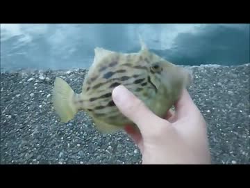 カワハギ釣り！ ☆ 後編 ☆