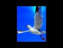 My Video