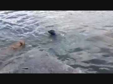 犬「大変！ご主人が落ちた (((( ;ﾟдﾟ))))」