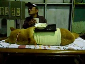 まりとしょうた　テーブル犬