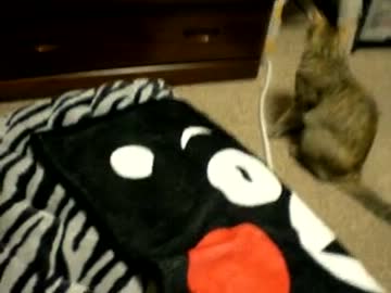 拾いねこ＠生後477/444目　あこつきとくまもん