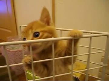 【保護猫】よじ登る子猫【ナツメ】