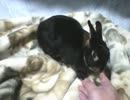 手をなめるついでに皮もかじるウサギ2歳半（・ｘ・）