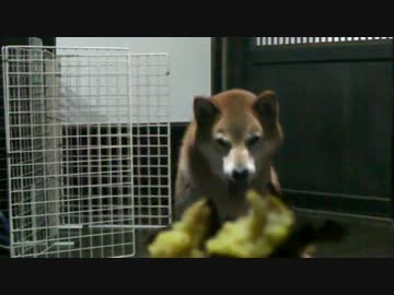 柴犬ジロー　囲炉裏で焼き芋