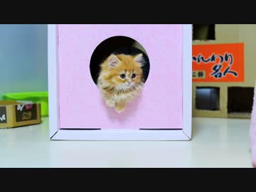 【マンチカンズ】マンチカンの子猫たちは箱が大好き