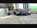 うちの野良猫【虎吉】