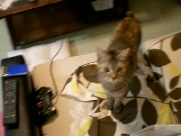 拾いねこ＠生後478/445目　アコツキと同レベルで遊んでしまう