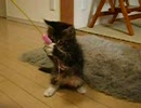 げんまいさん01：わが家にネコがきた！