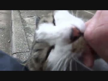 最強に人懐こい野良猫に付きまとわれてみた