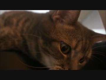 ツンギレのうちの猫は下僕が帰ると不思議な踊りをおどる