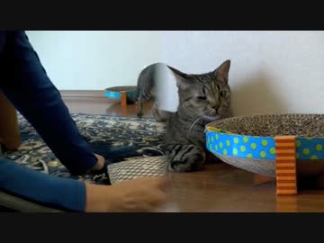 くるねこ大和　20131026　餅に焼き餅