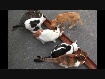 【御誕生寺】右も⇔左も猫だらけの猫寺へ行ってきた【福井県】