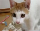 メモ用紙にあらぶるねこ