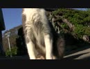 猫好き巡礼の旅【猫の島・佐久島】その１６