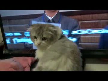 【猫動画】他の犬が遊ぶのを見れば【スコティッシュフォールド】